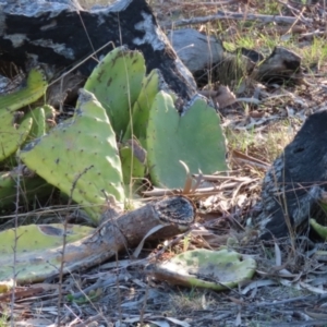 Opuntia stricta at Greenway, ACT - 5 Sep 2024 09:09 AM