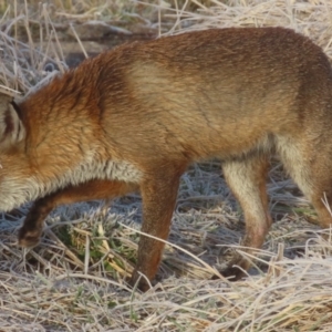 Vulpes vulpes at Hume, ACT - 27 Jul 2024