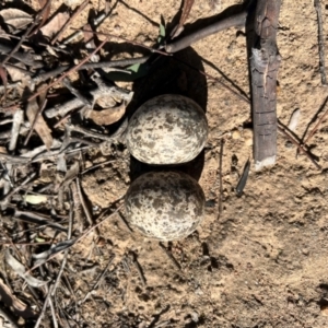 Burhinus grallarius at Throsby, ACT - 3 Sep 2024 10:09 AM