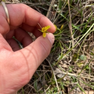 Diuris chryseopsis at Throsby, ACT - 4 Sep 2024