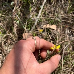 Diuris chryseopsis at Throsby, ACT - 4 Sep 2024