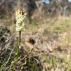 Stackhousia monogyna at Throsby, ACT - 5 Sep 2024 10:46 AM