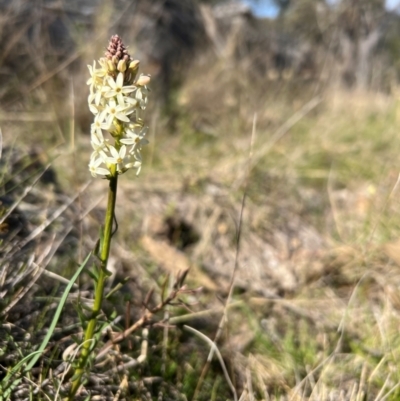 Stackhousia monogyna (Creamy Candles) at Throsby, ACT - 5 Sep 2024 by RangerRiley