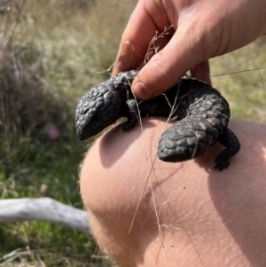 Tiliqua rugosa at Throsby, ACT - 4 Sep 2024 02:06 PM