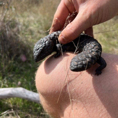 Tiliqua rugosa (Shingleback Lizard) at Throsby, ACT - 4 Sep 2024 by RangerRiley