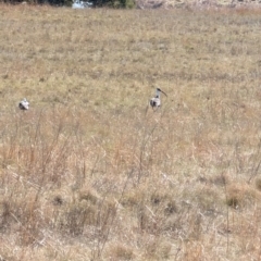 Threskiornis spinicollis (Straw-necked Ibis) at Lawson, ACT - 5 Sep 2024 by mroseby