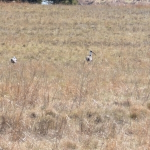 Threskiornis spinicollis at Lawson, ACT - 5 Sep 2024