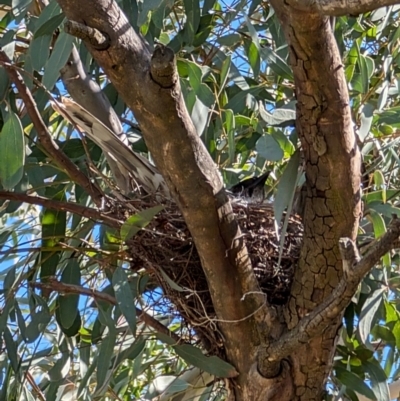 Anthochaera carunculata (Red Wattlebird) at Lawson, ACT - 5 Sep 2024 by mroseby