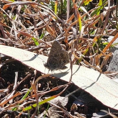 Paralucia crosbyi (Violet Copper Butterfly) at Captains Flat, NSW - 5 Sep 2024 by Csteele4