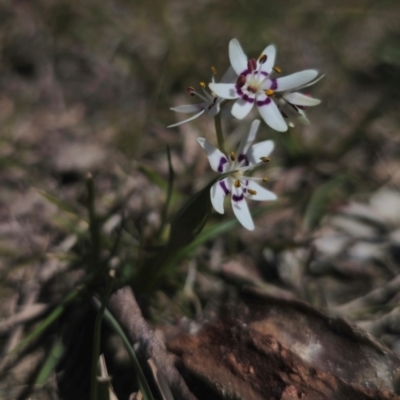 Wurmbea dioica subsp. dioica (Early Nancy) at Captains Flat, NSW - 5 Sep 2024 by Csteele4