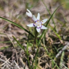 Wurmbea dioica subsp. dioica at Captains Flat, NSW - 5 Sep 2024