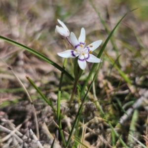 Wurmbea dioica subsp. dioica at Captains Flat, NSW - 5 Sep 2024 01:00 PM