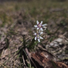 Wurmbea dioica subsp. dioica at Captains Flat, NSW - 5 Sep 2024