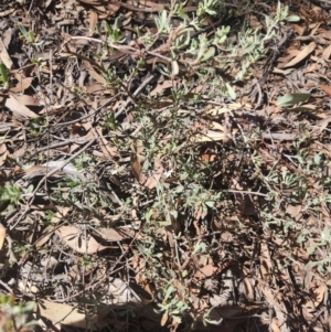 Hibbertia obtusifolia at Bruce, ACT - 5 Sep 2024