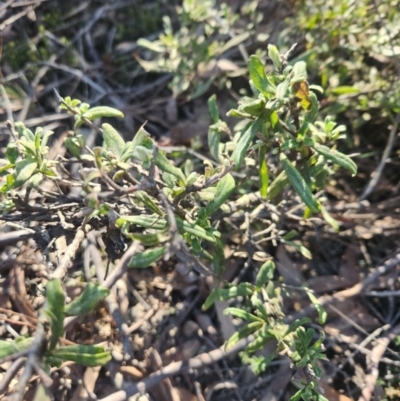 Billardiera scandens (Hairy Apple Berry) at Bruce, ACT - 29 Aug 2024 by Noompsky