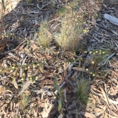 Acacia gunnii (Ploughshare Wattle) at Bruce, ACT - 29 Aug 2024 by noompsky