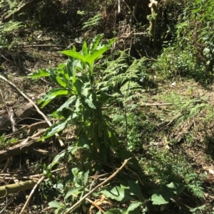 Solanum mauritianum at Murrah, NSW - 5 Sep 2024