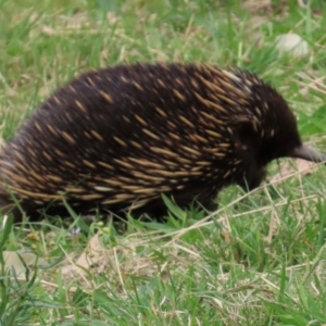 Tachyglossus aculeatus at Kangaroo Valley, NSW - 5 Sep 2024