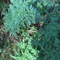 Conium maculatum (Hemlock) at Murrah, NSW - 5 Sep 2024 by ludomcferran