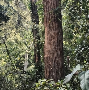 Polyscias murrayi at Murrah, NSW - 2 Sep 2024