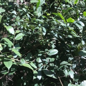 Ficus coronata at Murrah, NSW - 30 Aug 2024