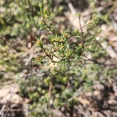 Dillwynia sericea at Bruce, ACT - 5 Sep 2024 by noompsky