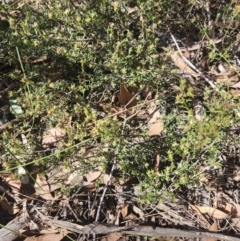 Hibbertia calycina at Bruce, ACT - 5 Sep 2024