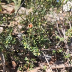 Hibbertia calycina at Bruce, ACT - 5 Sep 2024