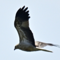 Haliastur sphenurus (Whistling Kite) at Fyshwick, ACT - 5 Sep 2024 by Thurstan