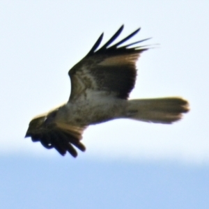 Haliastur sphenurus at Fyshwick, ACT - 5 Sep 2024