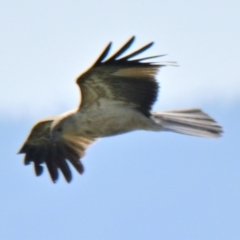 Haliastur sphenurus at Fyshwick, ACT - 5 Sep 2024