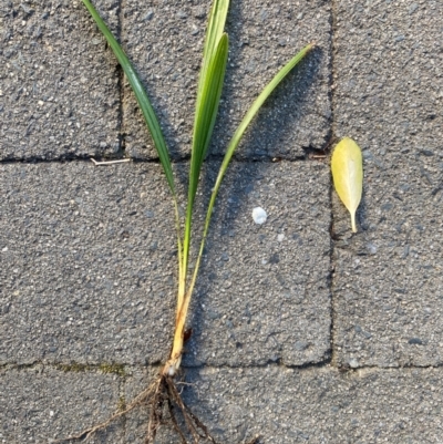 Unidentified Rush, Sedge or Mat Rush at Hughes, ACT - 5 Sep 2024 by ruthkerruish