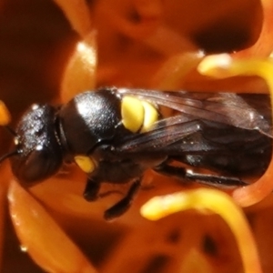 Amphylaeus (Agogenohylaeus) obscuriceps at Hall, ACT - 5 Sep 2024