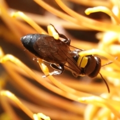 Amphylaeus (Agogenohylaeus) obscuriceps at Hall, ACT - 5 Sep 2024