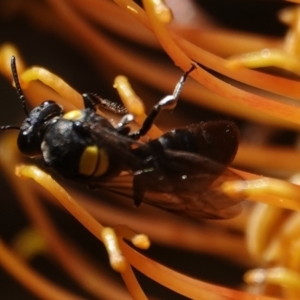 Amphylaeus (Agogenohylaeus) obscuriceps at Hall, ACT - 5 Sep 2024