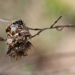 Simosyrphus grandicornis (Common hover fly) at Lyons, ACT - 5 Sep 2024 by ran452