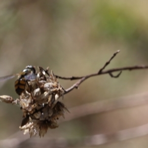 Simosyrphus grandicornis at Lyons, ACT - 5 Sep 2024 01:09 PM