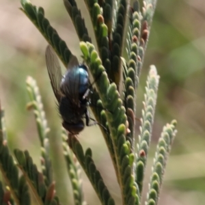 Calliphoridae (family) at Lyons, ACT - 5 Sep 2024 01:15 PM