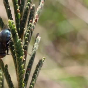 Calliphoridae (family) at Lyons, ACT - 5 Sep 2024