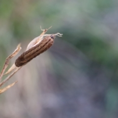 Unidentified Moth (Lepidoptera) at Lyons, ACT - 5 Sep 2024 by ran452