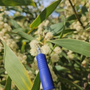 Acacia melanoxylon at Googong, NSW - 5 Sep 2024