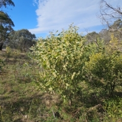 Acacia melanoxylon at Googong, NSW - 5 Sep 2024