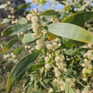 Acacia melanoxylon at Googong, NSW - 5 Sep 2024