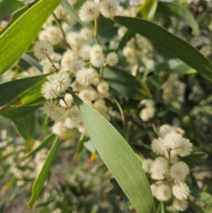 Acacia melanoxylon at Googong, NSW - 5 Sep 2024