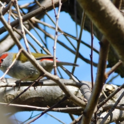 Neochmia temporalis (Red-browed Finch) at Symonston, ACT - 5 Sep 2024 by CallumBraeRuralProperty