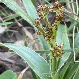 Luzula meridionalis at Blakney Creek, NSW - 4 Sep 2024