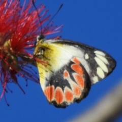 Delias argenthona (Scarlet Jezebel) at Airlie Beach, QLD - 28 Aug 2024 by JohnBundock