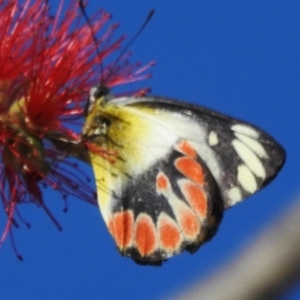 Delias argenthona at Airlie Beach, QLD - 28 Aug 2024