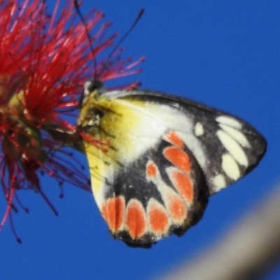 Delias argenthona (Scarlet Jezebel) at Airlie Beach, QLD - 28 Aug 2024 by JohnBundock