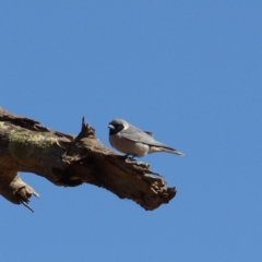 Artamus personatus (Masked Woodswallow) at Rankins Springs, NSW - 29 Sep 2018 by MatthewFrawley